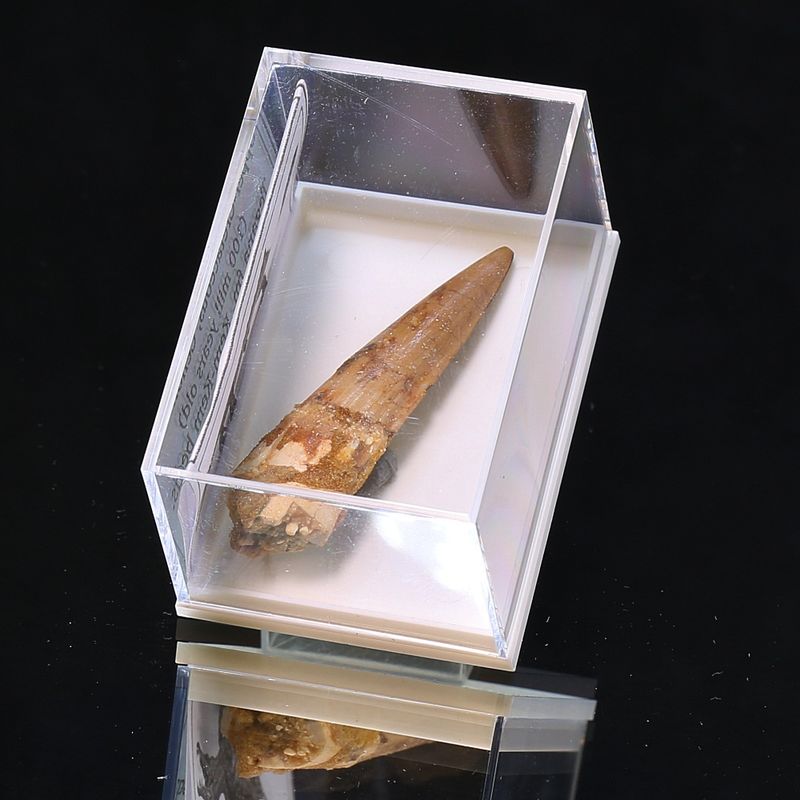 Dinosaur Teeth Spinosaurus Sp.