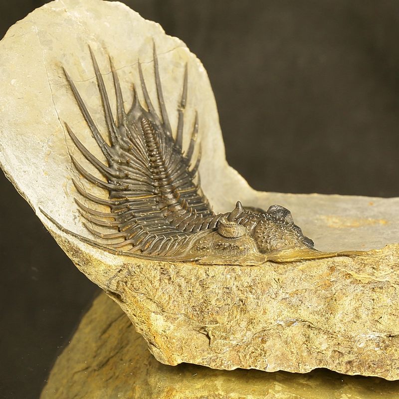 Psychopyge angeles Trilobite – Large Spiny Asteropyge, Issoumour (12 cm)