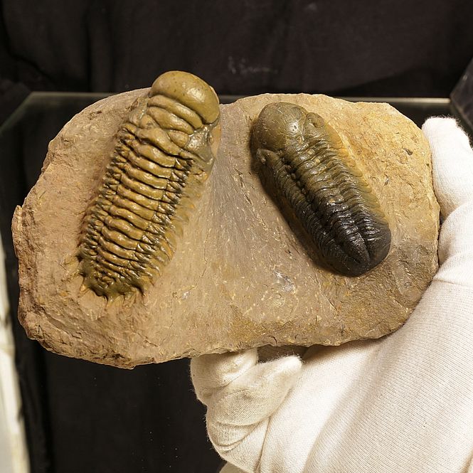 Main Image  Combo piece of Reedops and Crotalocephalina.