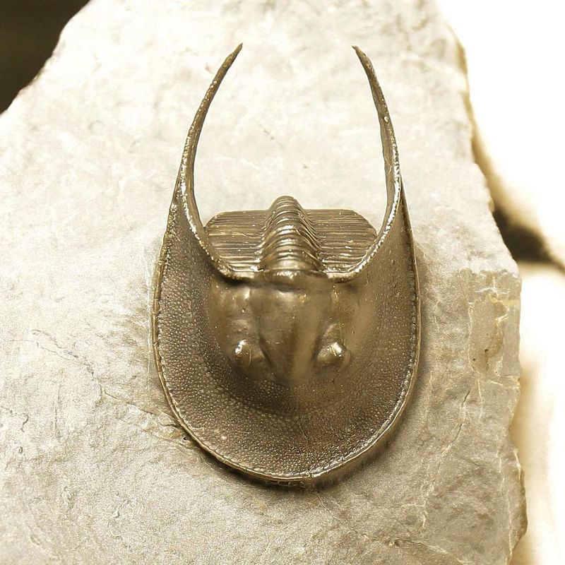 Harpes Trilobite – Finely Prepared Devonian Fossil from Jbel Oudriss (4 cm)