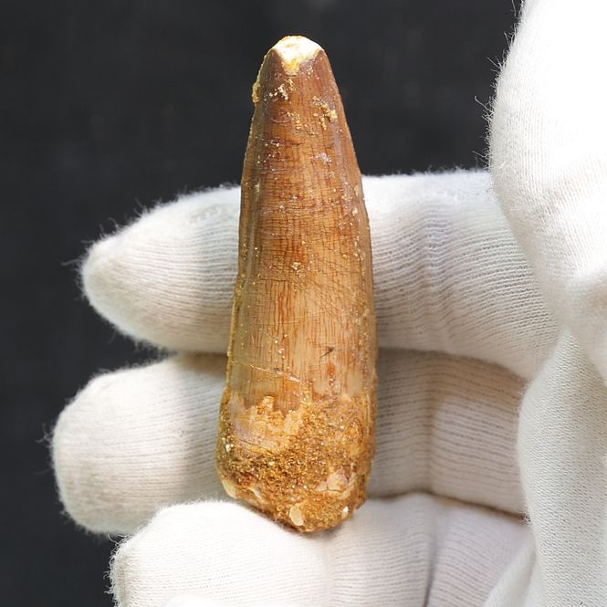 Main Image Dinosaur Teeth Spinosaurus Saharicus. 6,2 cm