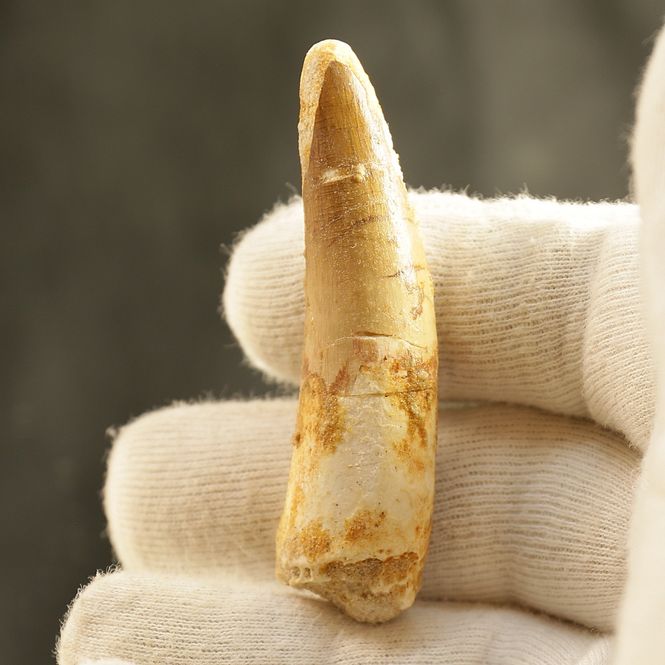 Main Image Dinosaur Teeth Spinosaurus Saharicus. 6 cm