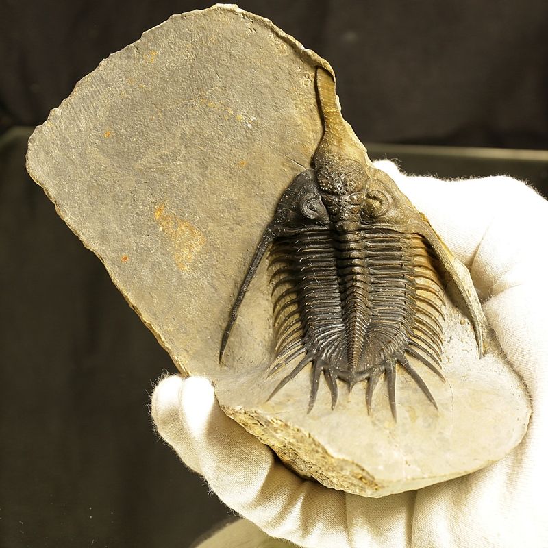 Psychopyge angeles Trilobite – Large Spiny Asteropyge, Issoumour (12 cm)