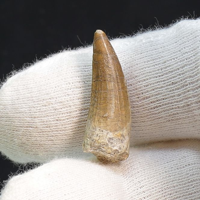 Main Image Suchomimus Tooth 