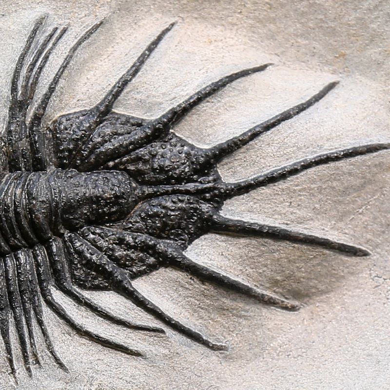 Trilobite Acanthopyge sp from Morocco.