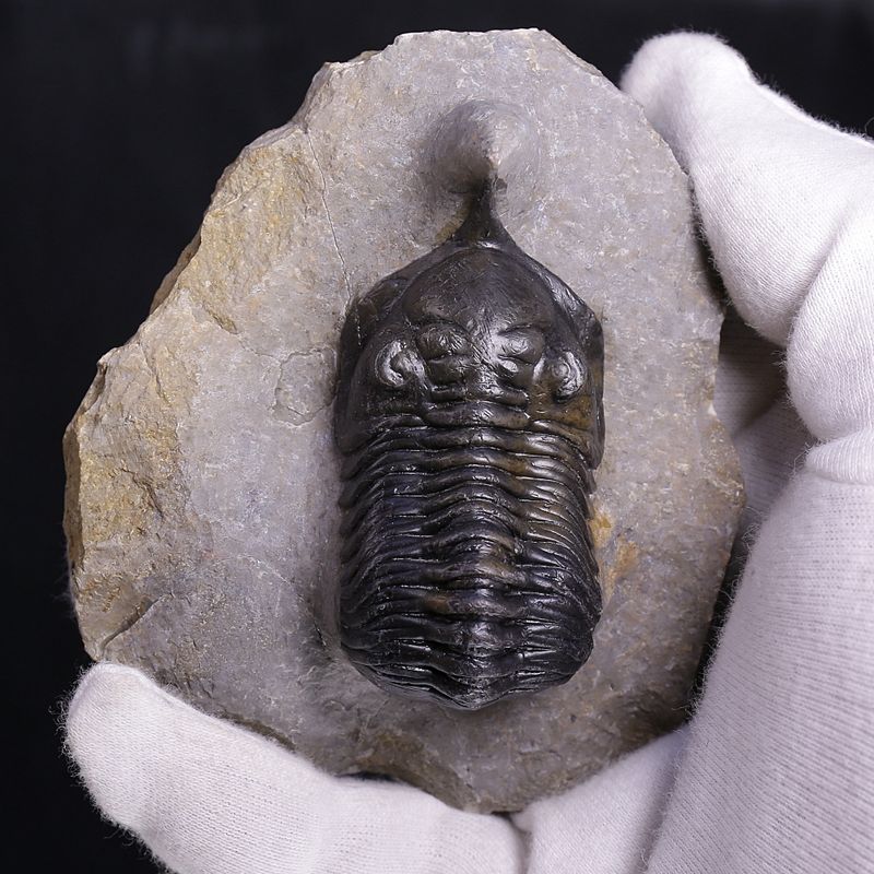 Morocconites Trilobite – “The Rhinoceros of Trilobites” (Morocco)
