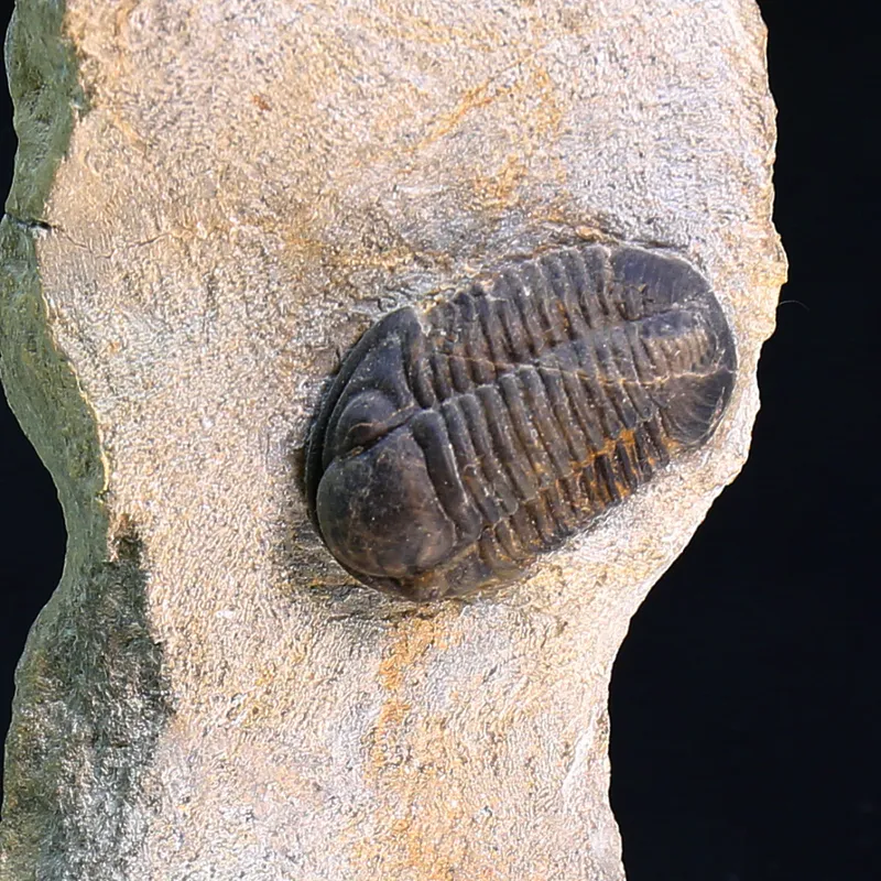 Belgian Trilobite Gerastos Lessensis from Couvin.