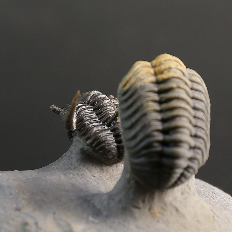 Cyphaspis Trilobite – Tiny Spiny Devonian Masterpiece