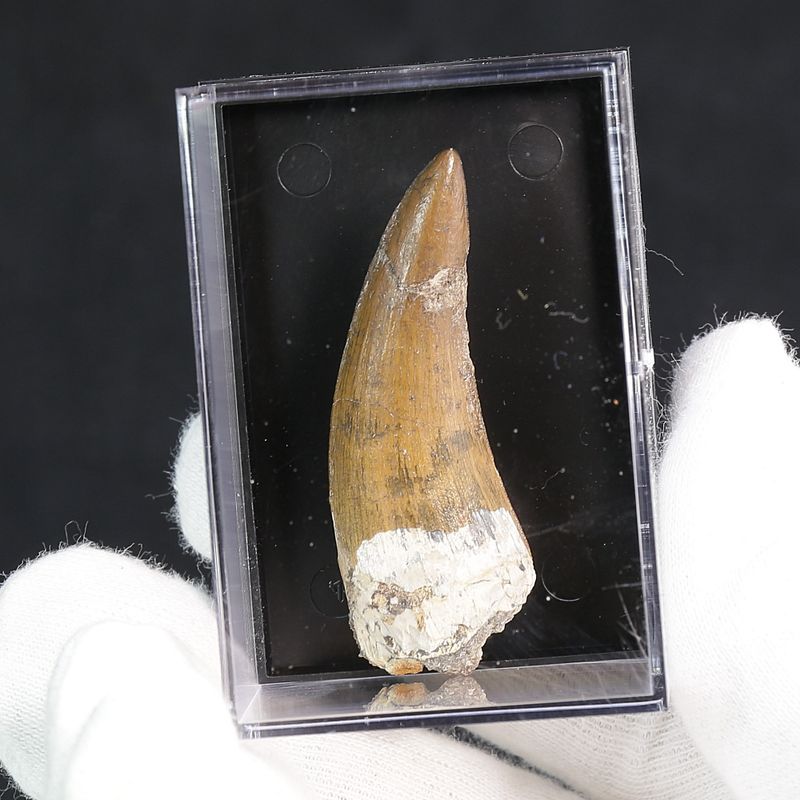 Suchomimus Tooth 