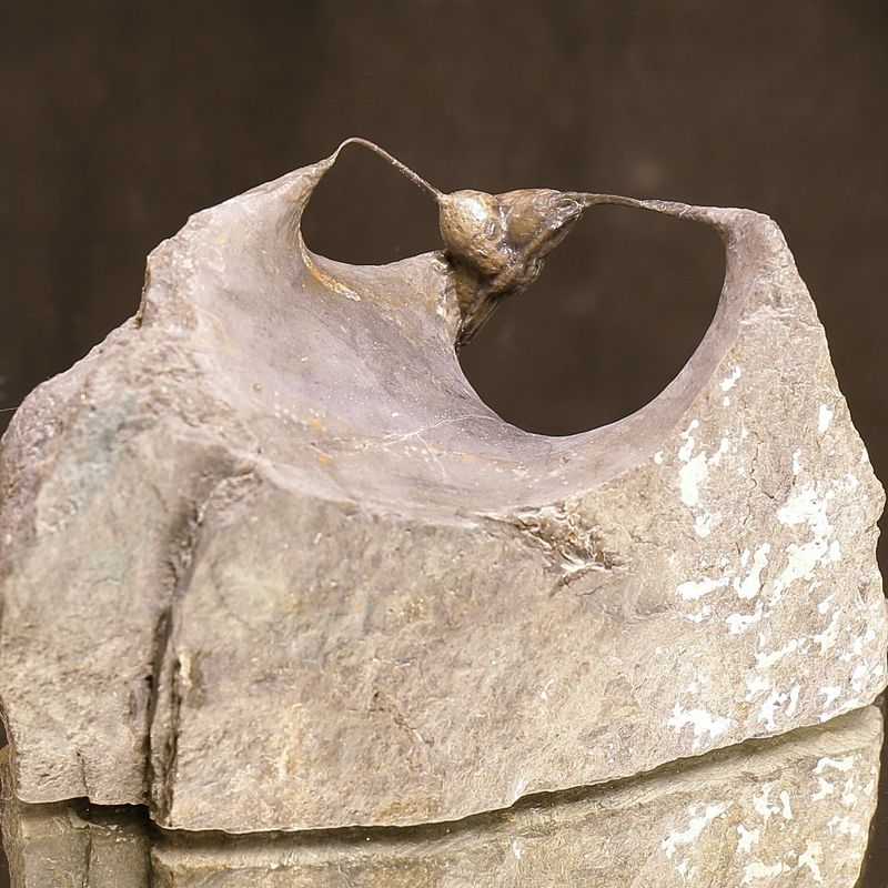 Sold! Ampyx. Trilobite –  Norwegian Museum Specimen.
