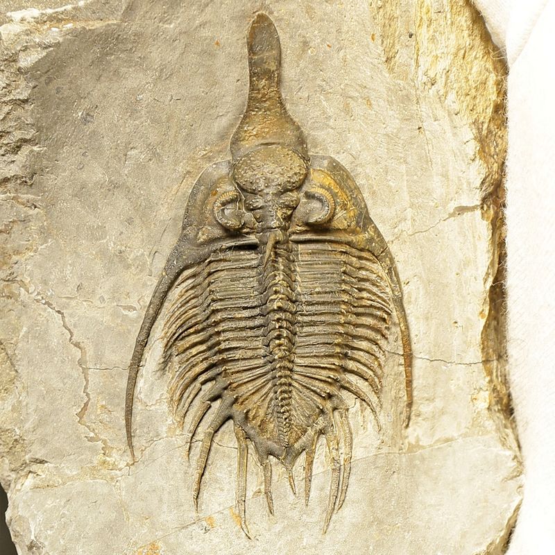 Psychopyge angeles Trilobite – Large Spiny Asteropyge, Issoumour (8 cm)