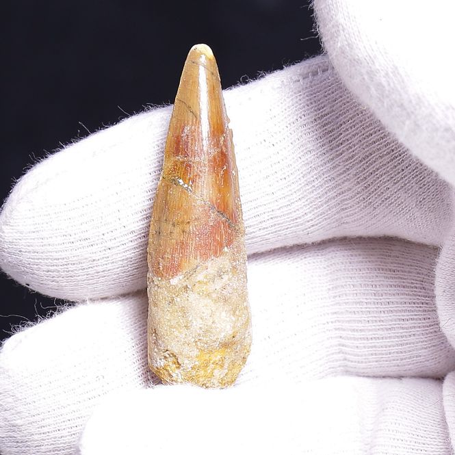 Main Image Dinosaur Teeth Spinosaurus Saharicus. 4 cm