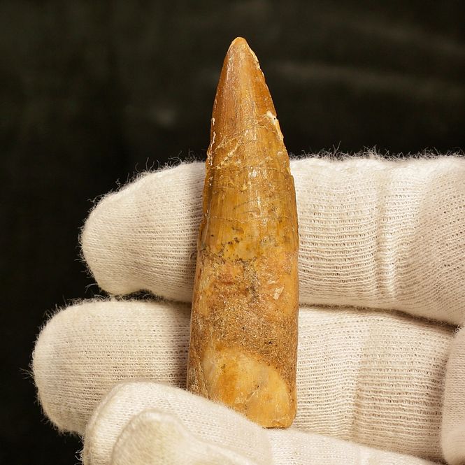 Main Image Dinosaur Teeth Spinosaurus Sp.