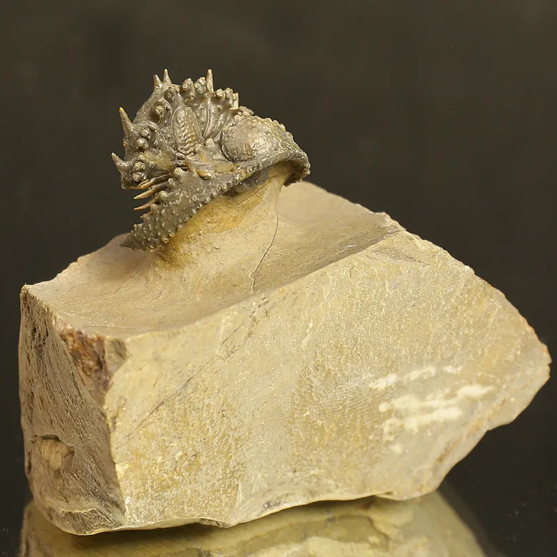 Acantharges mbareki Trilobite – Rolled Specimen with Hypostome, Devonian Morocco (3 cm)