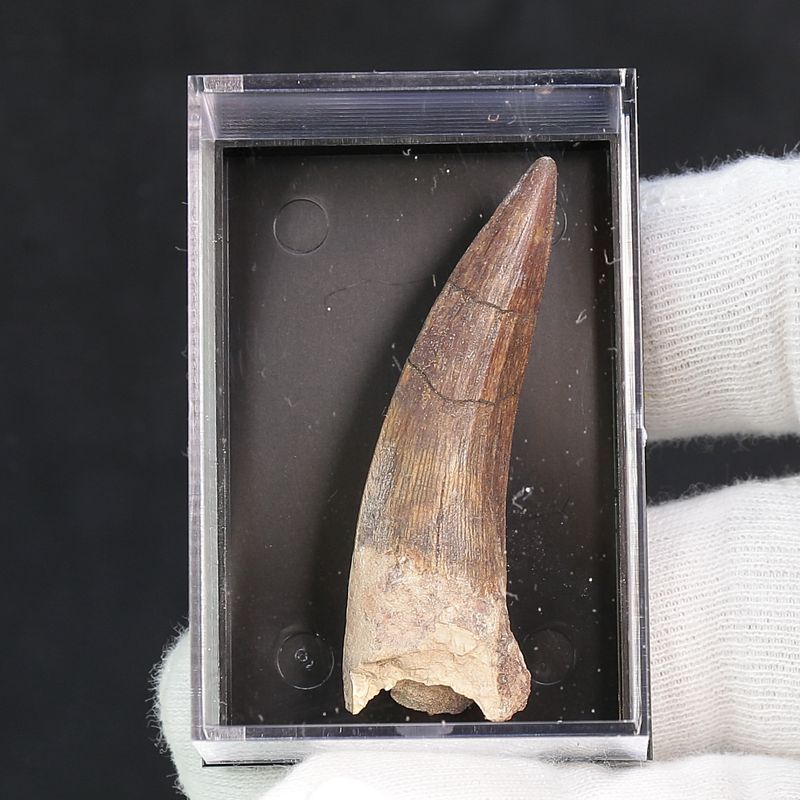 Suchomimus Tooth 