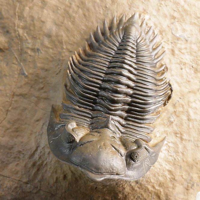 Main Image Metacanthina issomourensis Exquisitely Prepared ...