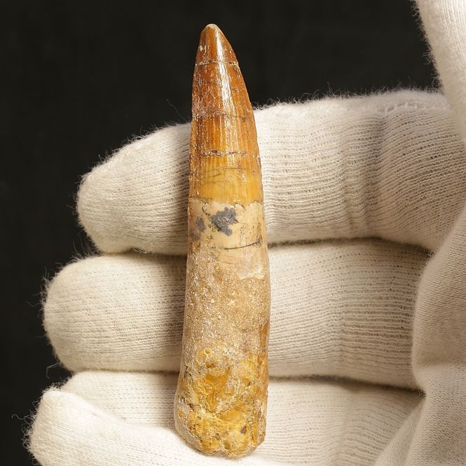 Main Image Dinosaur Teeth Spinosaurus Saharicus. 7 cm