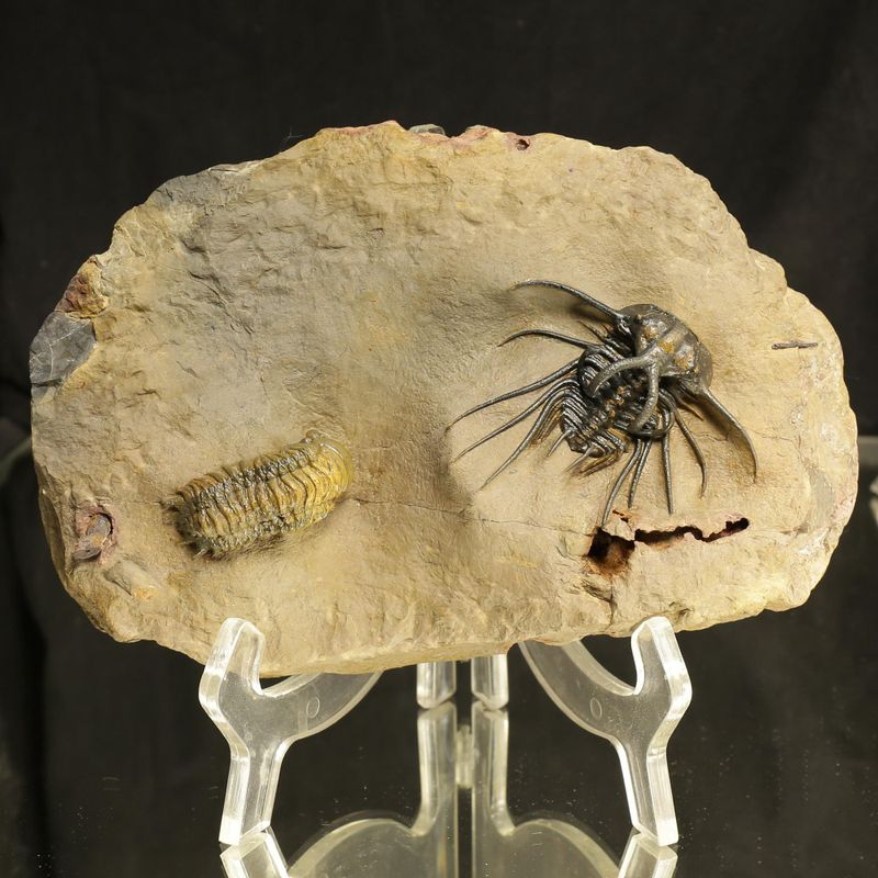 Devonian Trilobite Association Plate – Dicranurus monstruosus & Crotalocephalina gibba