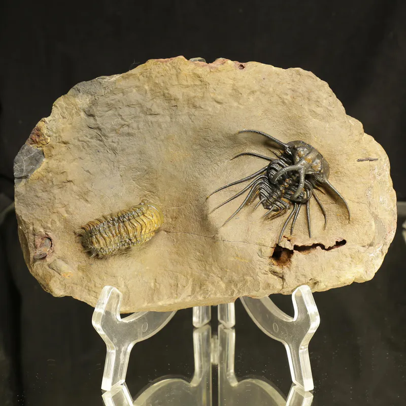 Devonian Trilobite Association Plate – Dicranurus monstruosus & Crotalocephalina gibba