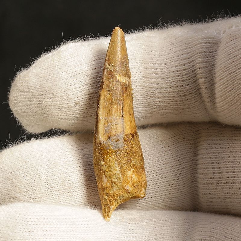 Dinosaur Teeth Spinosaurus Sp.