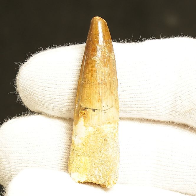 Main Image Dinosaur Teeth Spinosaurus Saharicus. 5 cm