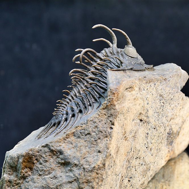 Main Image Spiny trilobite Comura from Morocco.