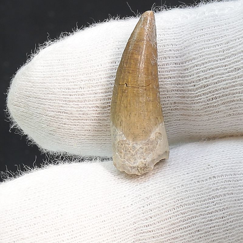 Suchomimus Tooth 