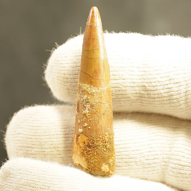 Main Image Dinosaur Teeth Spinosaurus Saharicus. 5 cm