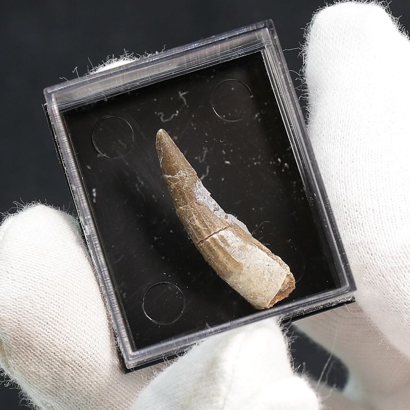 Suchomimus Tooth 