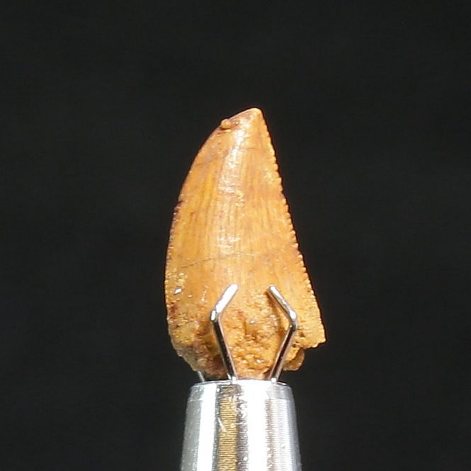 Main Image Abelisaurid Dinosaur Tooth 